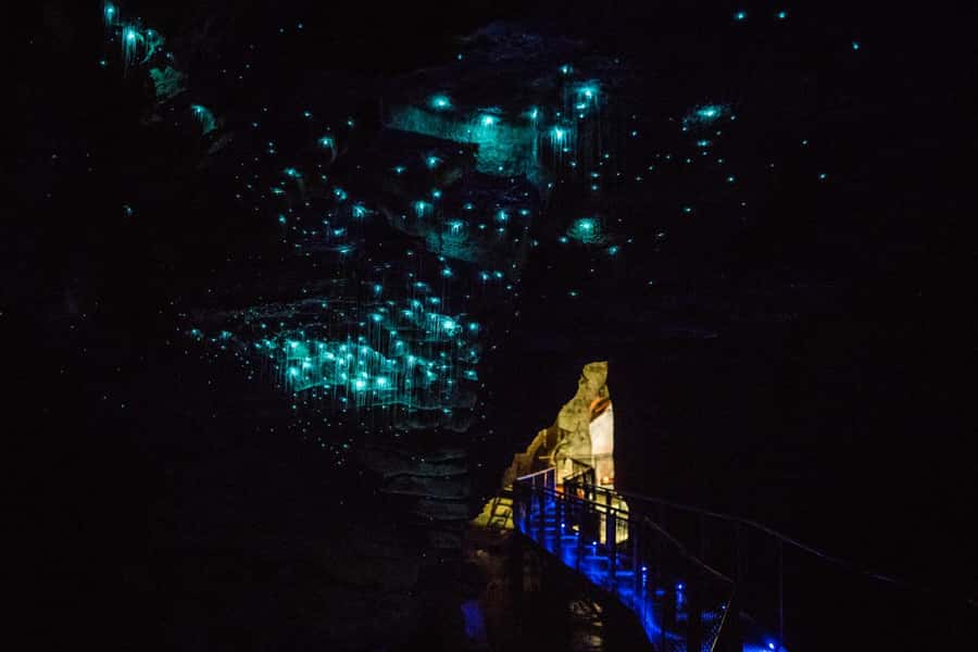 From Auckland: Day Trip to Waitomo Glow Worm Caves - Who will enjoy this Auckland to Waitomo outing