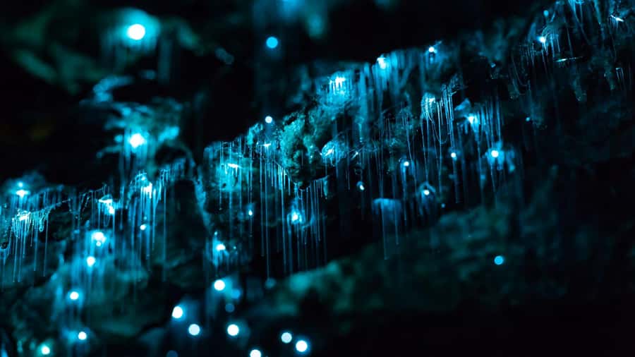 From Auckland: Day Trip to Waitomo Glow Worm Caves - Leaving Auckland in a comfortable van