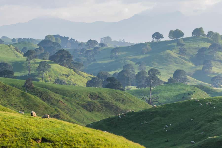 From Auckland: Hobbiton Movie Set Day Tour with Picnic Lunch - Behind-the-scenes stories make the set worthwhile