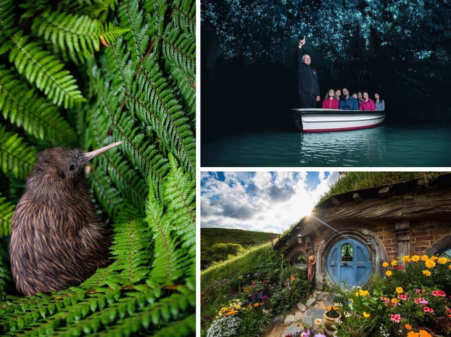 From Auckland: Hobbiton, Waitomo Caves & Kiwi House Tour - Otorohanga Kiwi House: a short look at New Zealand’s national bird