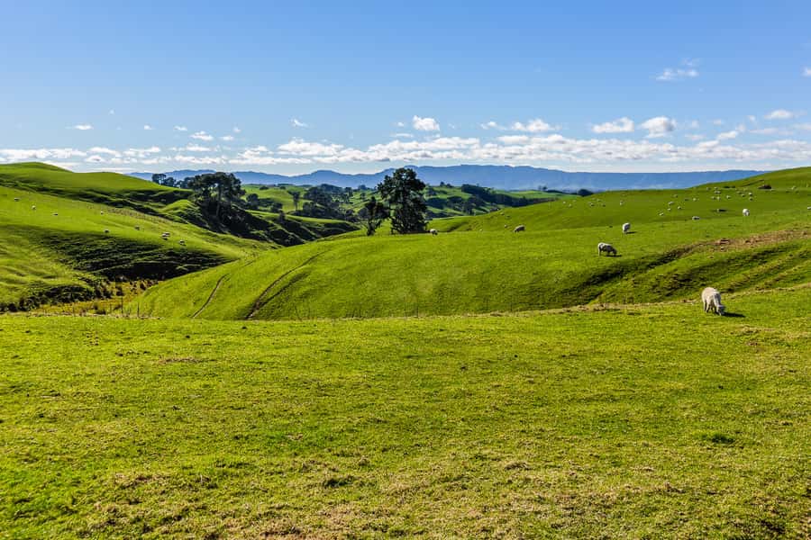 From Auckland or Rotorua: Hobbiton & Waitomo Tour with Lunch - What to bring and how to prepare