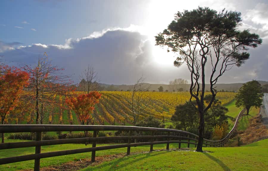 From Auckland: Small Group Kumeu Wine Tour with Lunch - Pickup from Auckland and the small-group advantage