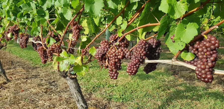 From Auckland: Small Group Kumeu Wine Tour with Lunch - Coopers Creek and a broader tasting range