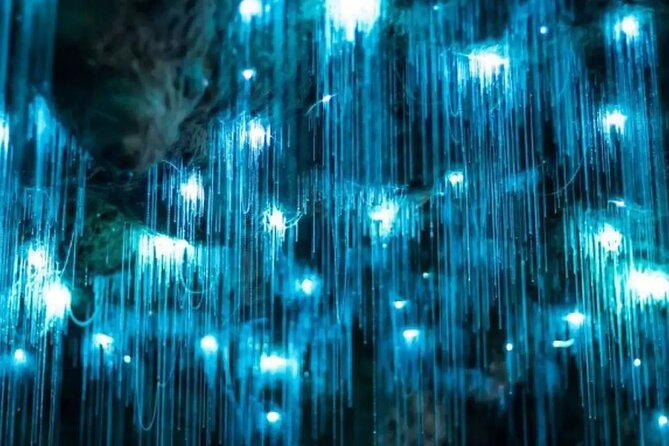 From Auckland: Spellbound, Waitomo Glowworm Cave Small Group Tour - What the $201.69 price includes