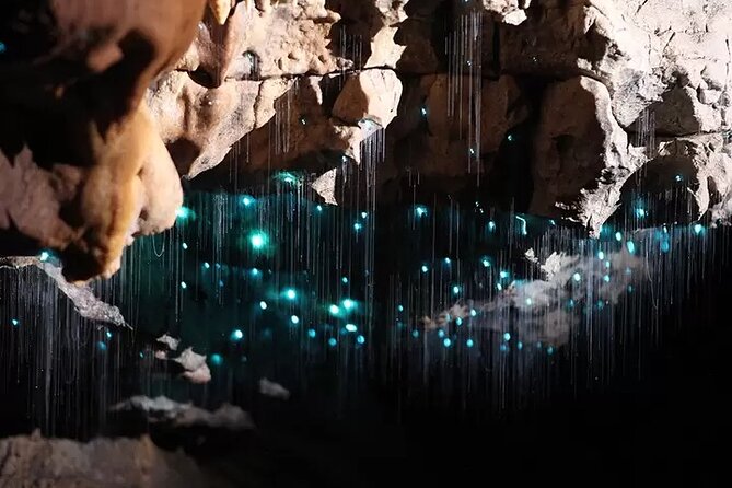 From Auckland: Spellbound, Waitomo Glowworm Cave Small Group Tour - Who will enjoy this day trip most