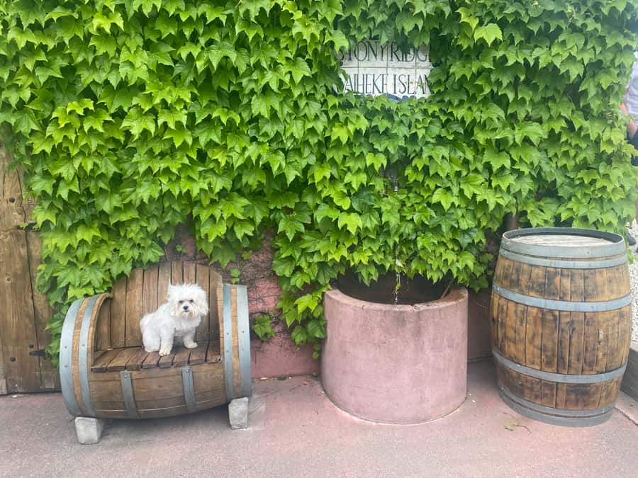 From Auckland: Waiheke Island Wineries' Tour - Should you book it?