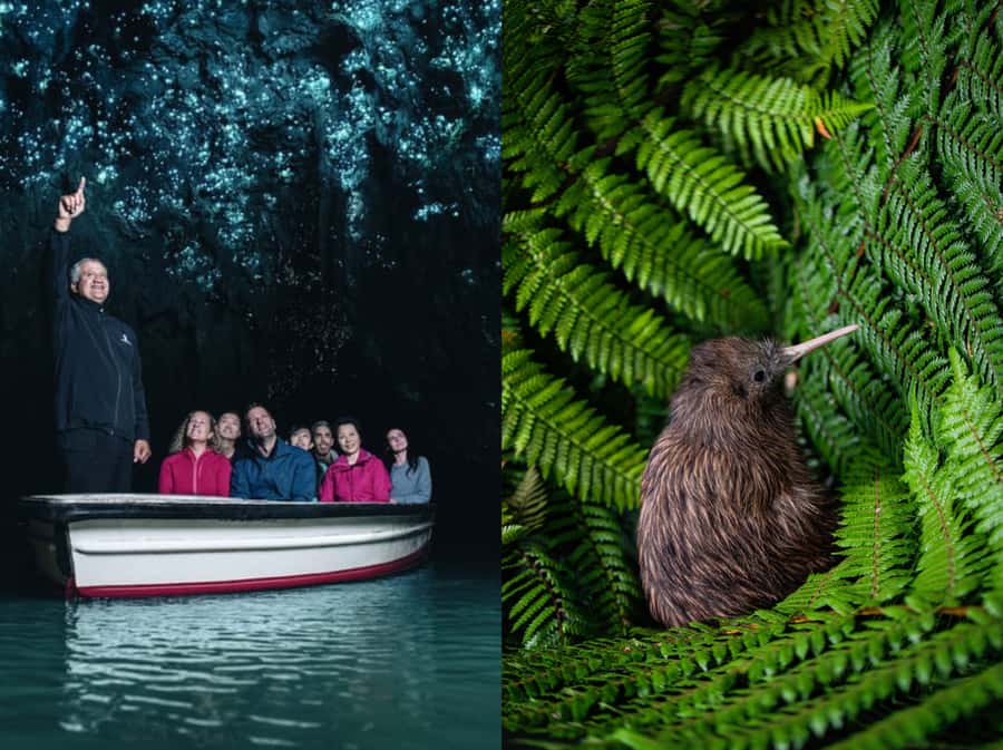 From Auckland: Waitomo Caves and Kiwi House Group Tour - Why Waitomo makes this day trip worthwhile