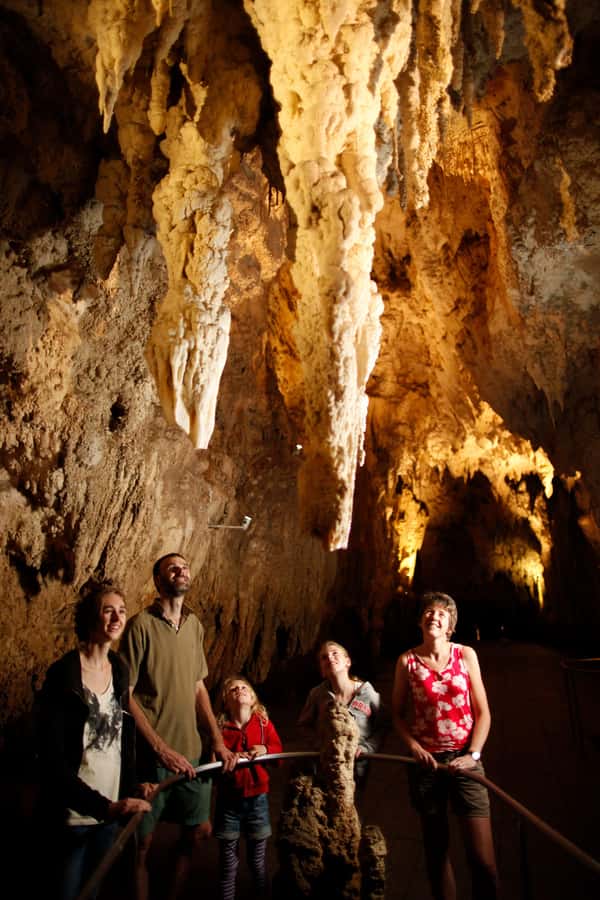 From Auckland: Waitomo Caves and Kiwi House Group Tour - What you see at the Otorohanga Kiwi House