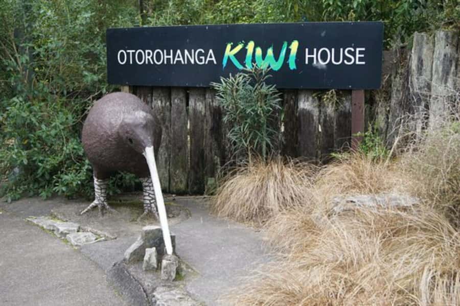 From Auckland: Waitomo Caves and Kiwi House Group Tour - Booking details worth knowing
