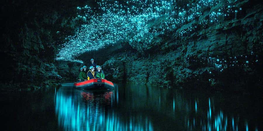 From Auckland: Waitomo Glowworm Cave Tour - Learning how glowworms live