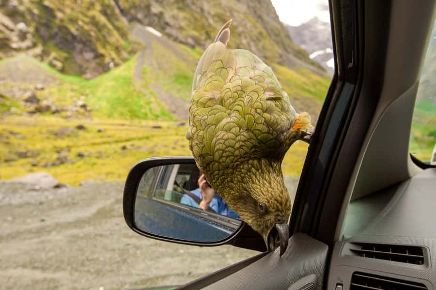 From Christchurch: Arthur's Pass with TranzAlpine & Lunch - Otira Viaduct and the search for a Kea