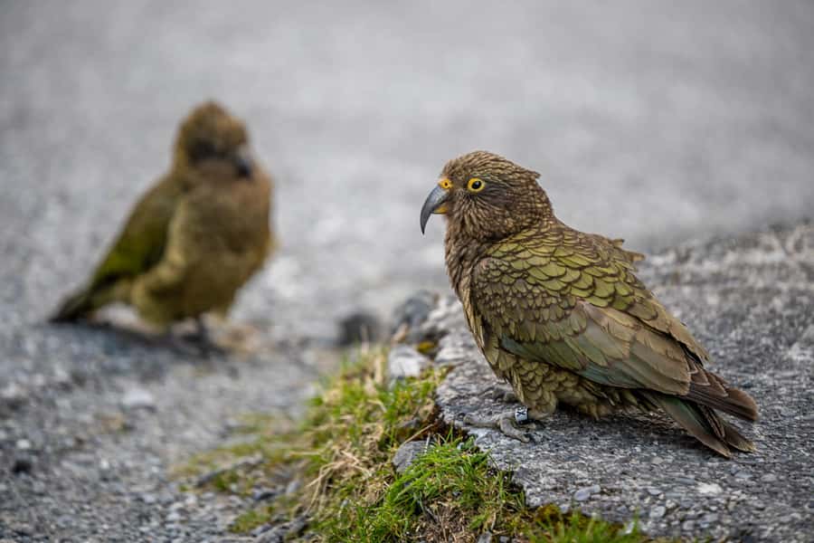 From Christchurch: Arthur's Pass with TranzAlpine & Lunch - Guides, meals, and the small-group feel