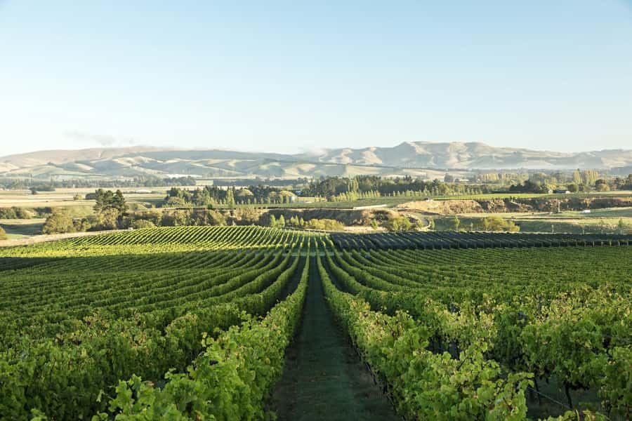 From Christchurch: Guided Local Wine Tours in Waipara - A private start from central Christchurch