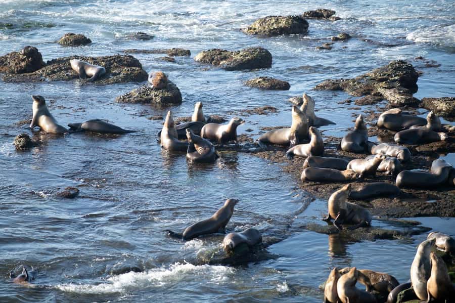 From Christchurch: Kaikōura Day Tour with Whale Watching - Key points to know before booking