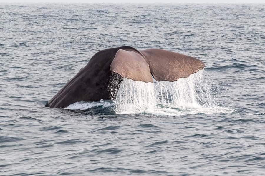 From Christchurch: Kaikōura Day Tour with Whale Watching - Practical details that make the day easier