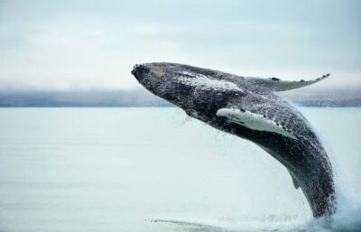Kaikōura Day Tour with Whale Watching