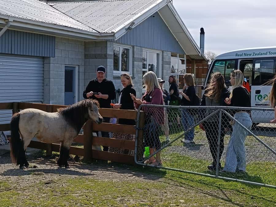 From Christchurch: Sheep Farm Experience with Lunch & Winery - Key points at a glance