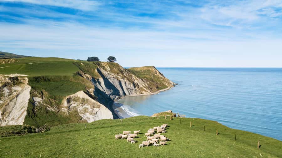 From Christchurch: Sheep Farm Experience with Lunch & Winery - Farm dogs and the old woolshed