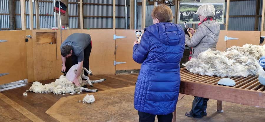 From Christchurch: Sheep Farm Experience with Lunch & Winery - What the $176 price gets you