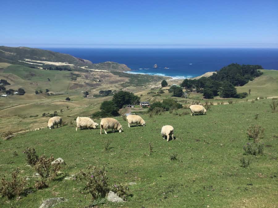From Dunedin: City, Otago Peninsula & Albatross Guided Tour - Why this six-hour outing works