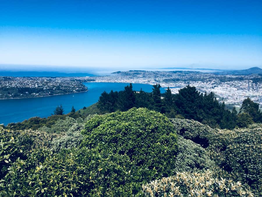 From Dunedin: City, Otago Peninsula & Albatross Guided Tour - The quick lunch stop