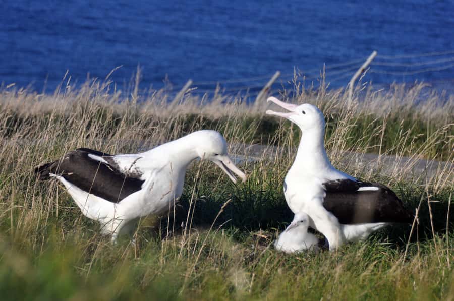 From Dunedin: City, Otago Peninsula & Albatross Guided Tour - Returning by the harbour road