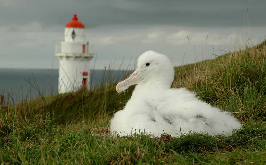 From Dunedin: City, Otago Peninsula & Albatross Guided Tour - What the guides add
