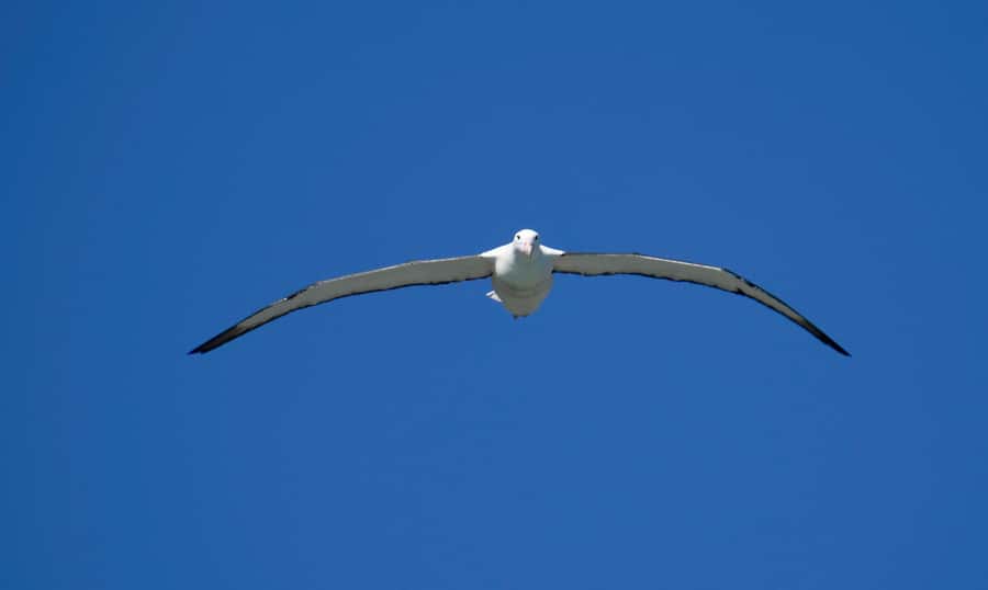From Dunedin: City, Otago Peninsula & Albatross Guided Tour - Starting in Dunedin at 9:00 or 9:30