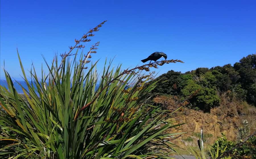 From Greymouth: Highlights West Coast Day Tour - Key points at a glance