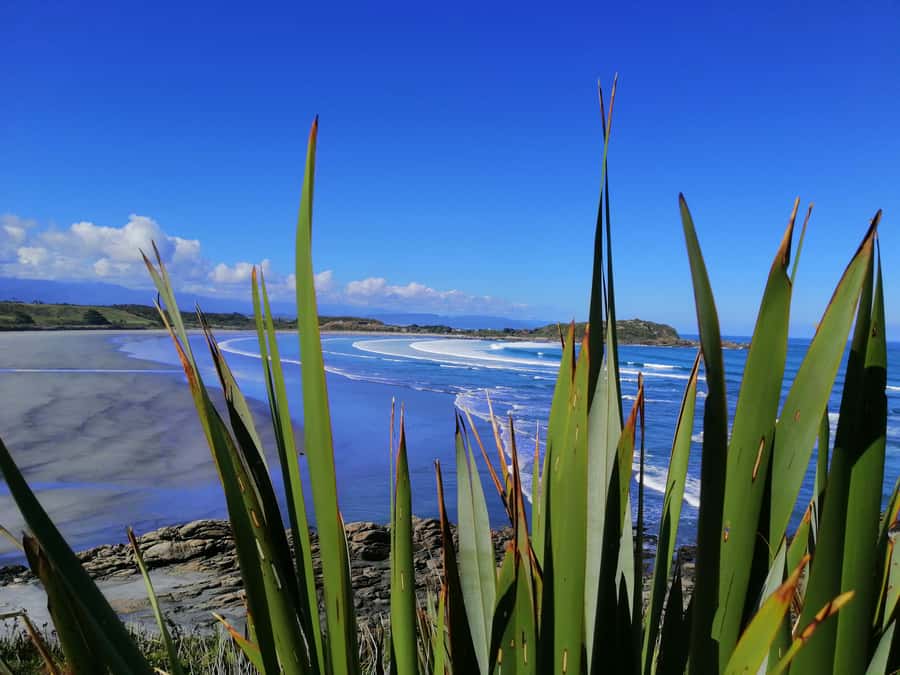 From Greymouth: Highlights West Coast Day Tour - Why this Greymouth tour covers the West Coast so well