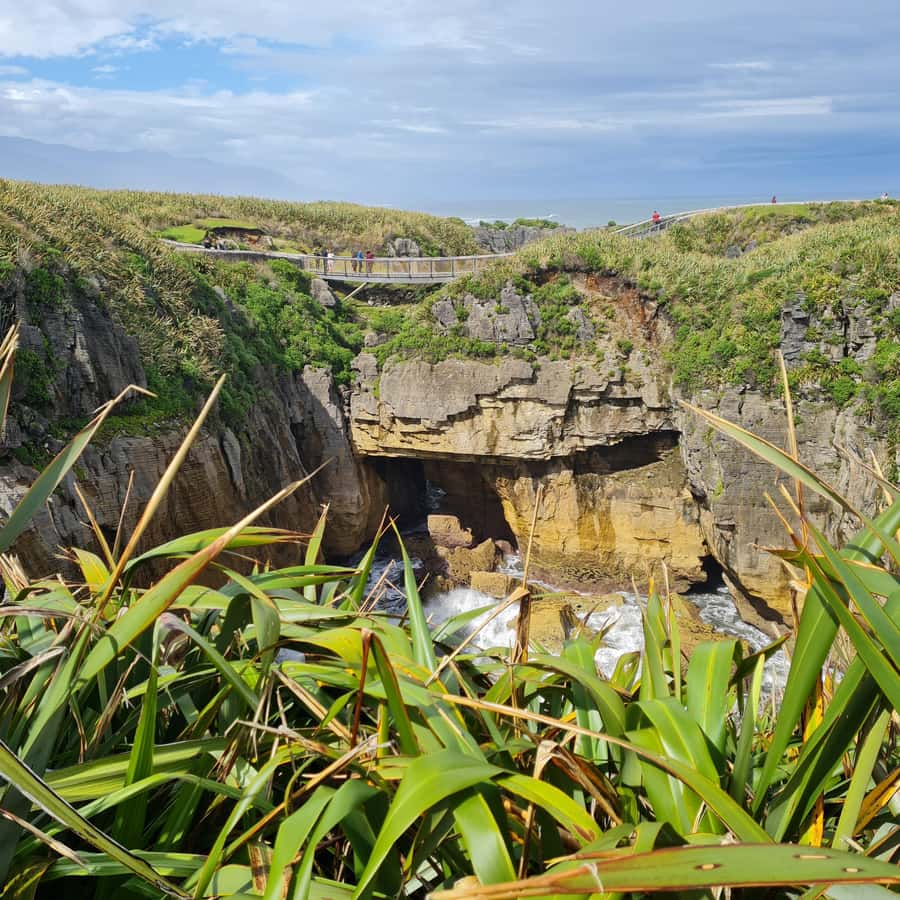 From Greymouth: Highlights West Coast Day Tour - Tauranga Bay seal colony at 11:10 a.m.