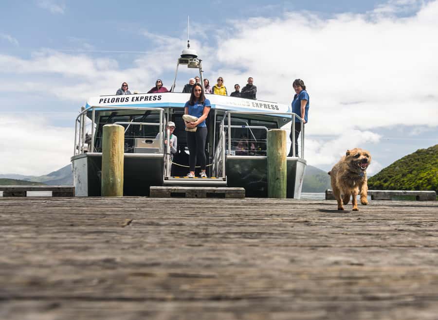 From Havelock: Marlborough Sounds Mail Boat Full-Day Cruise - A working boat, not just a scenic cruise