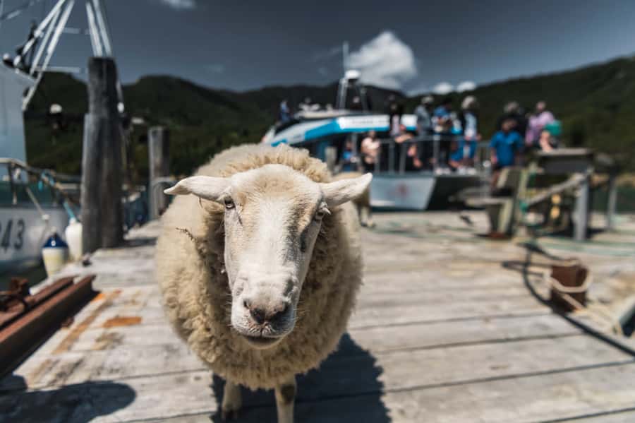 From Havelock: Marlborough Sounds Mail Boat Full-Day Cruise - Pelorus Sound and the rhythm of the mail run