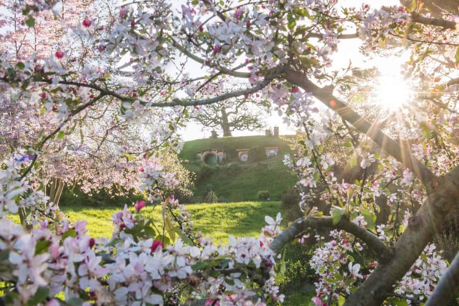 From Matamata: Guided Hobbiton Experience with Bus Transfers - What the guide adds to the movie magic