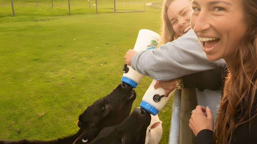 From Queenstown: Coach, Farm Tour & Milford Nature Cruise - Following the Milford Road