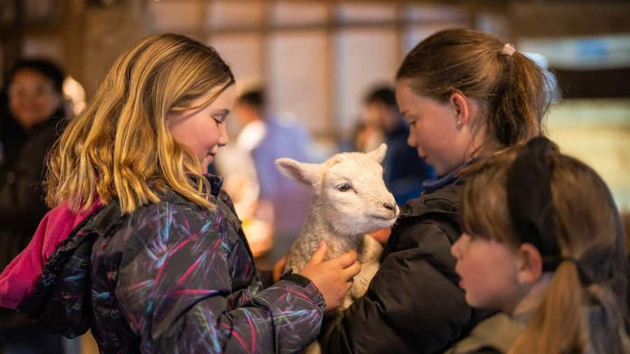 From Queenstown: Coach, Farm Tour & Milford Nature Cruise - Commentary in English and through the app