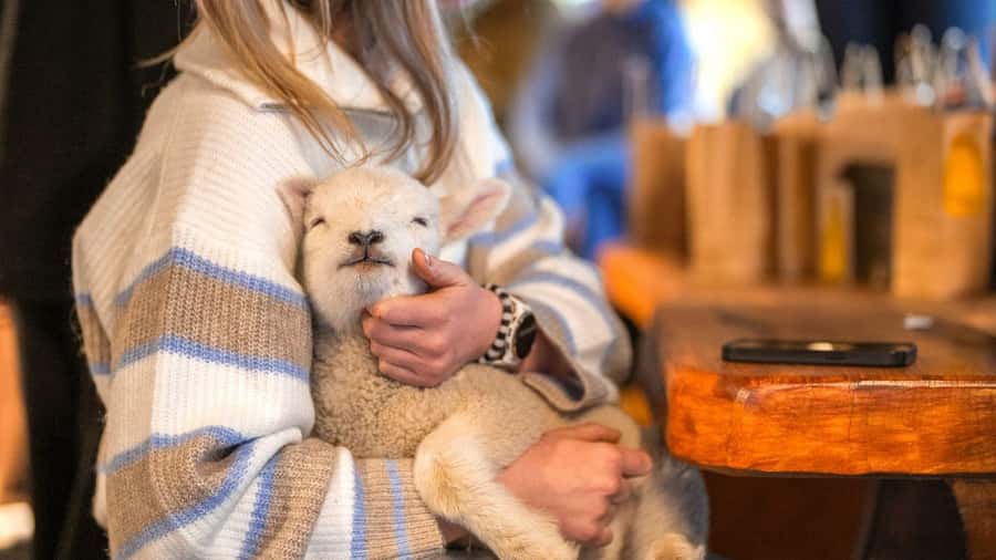 From Queenstown: Coach, Farm Tour & Milford Nature Cruise - What the Te Anau farm stop adds