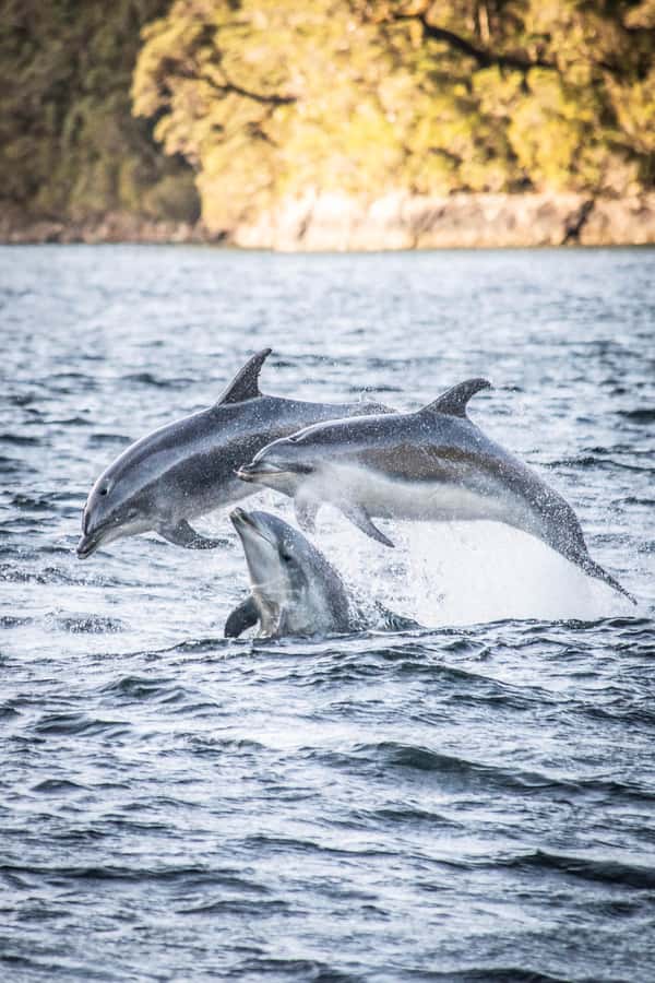 From Queenstown: Doubtful Sound Wilderness Day Trip - Key points to know before booking