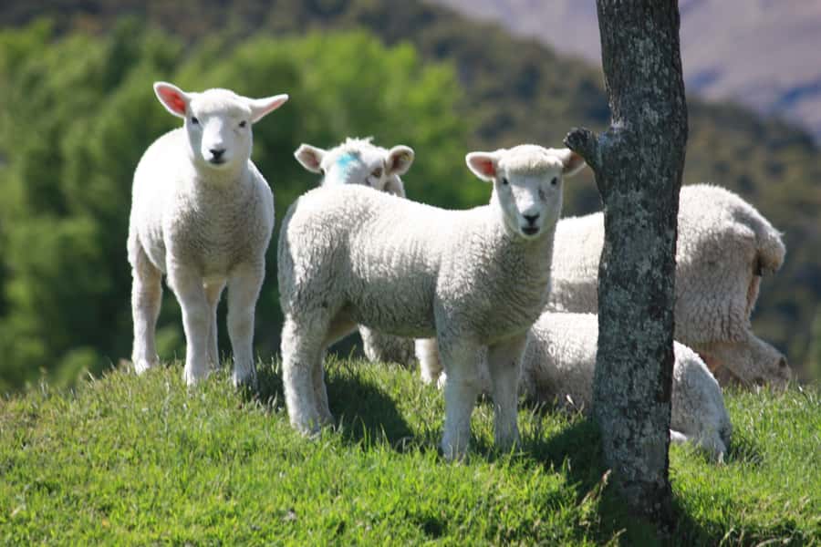 From Queenstown: Lord Of The Rings Tour to Glenorchy - Who will enjoy this most?