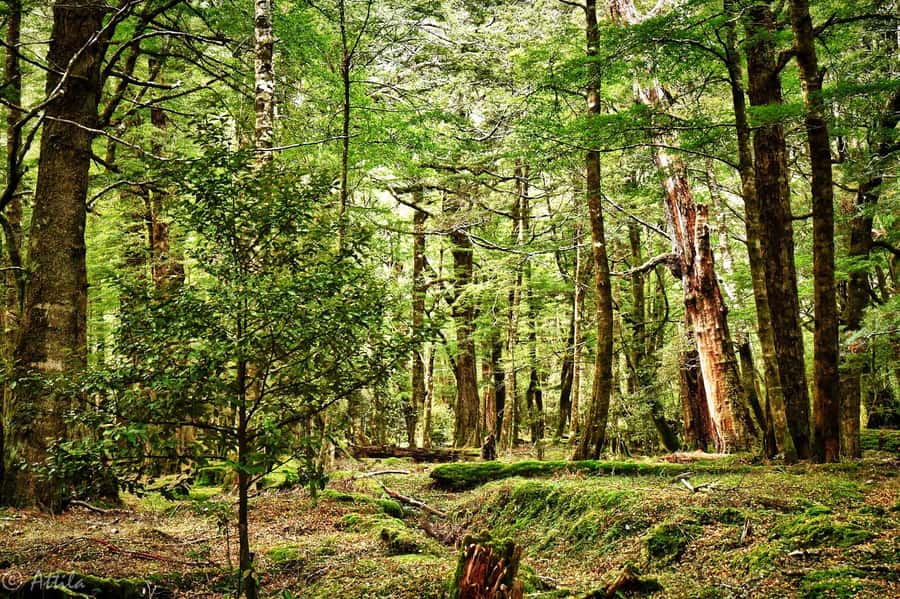 From Queenstown: Lord Of The Rings Tour to Glenorchy - Lothlórien Forest and the costume stop