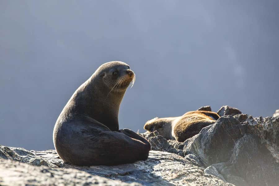 From Queenstown: Milford Sound Cruise and Coach Day Tour - Two hours on Milford Sound