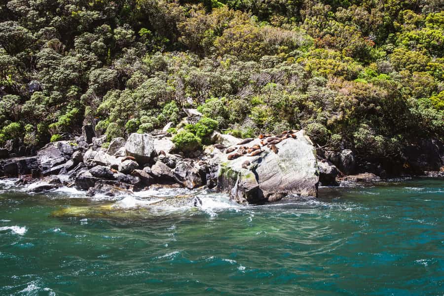From Queenstown: Milford Sound Cruise and Scenic Drive - Wildlife on the Tasman Sea