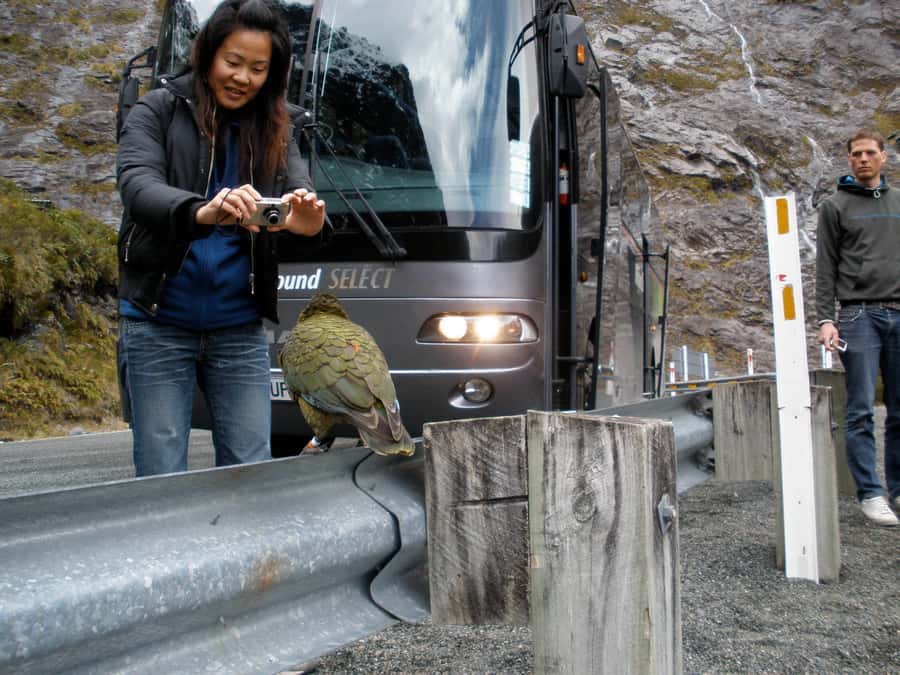 From Queenstown: Milford Sound Premium Day Tour and Cruise - The cruise brings you close to Milford Sound’s waterfalls