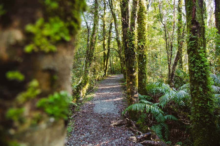 From Queenstown: Milford Sound Scenic Flight & Nature Tour - The Foreshore Loop Track and Mitre Peak