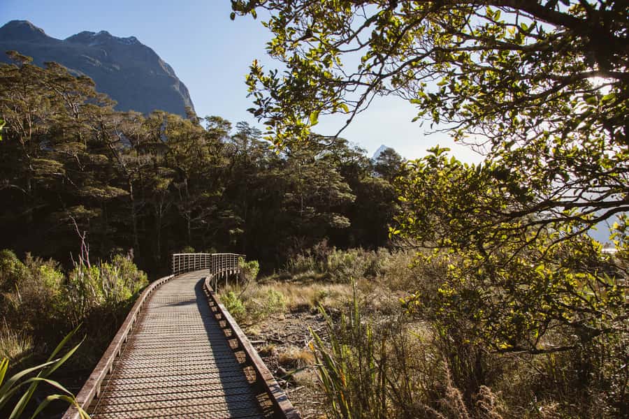 From Queenstown: Milford Sound Scenic Flight & Nature Tour - The Lookout Track for a framed view