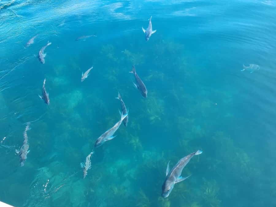 From Tairua: 2 Hour Cathedral Cove Tour with Local Guide - Weather, mobility, and what to bring