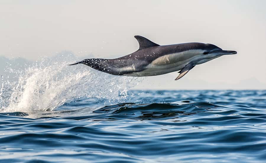 From Tauranga: Dolphin and Wildlife Cruise - Key points before you book