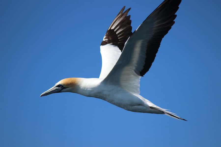 From Tauranga: Dolphin and Wildlife Cruise - My verdict: book it for the search, not a guarantee