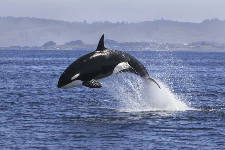 From Tauranga: Dolphin and Wildlife Cruise - Dolphins, open water, and the Bay of Plenty