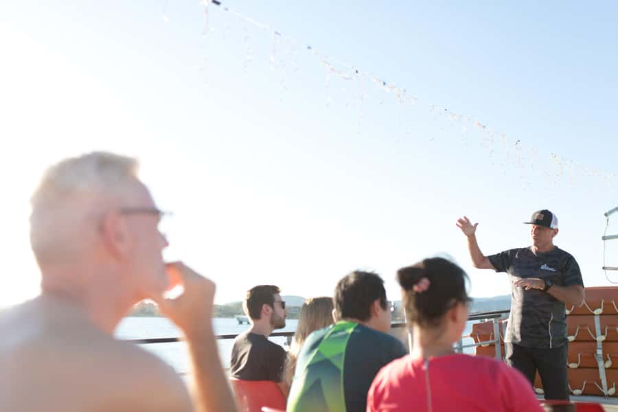 From Tauranga: Dolphin and Wildlife Cruise - Searching the Bay of Plenty waters